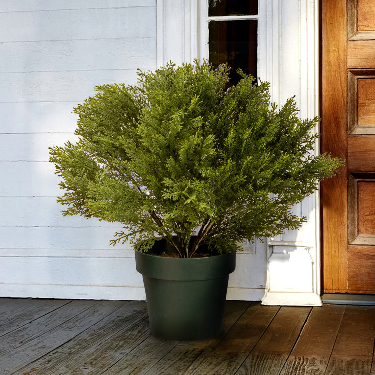 Primrue 17'' Artificial Cedar Tree in Pot Wayfair Canada